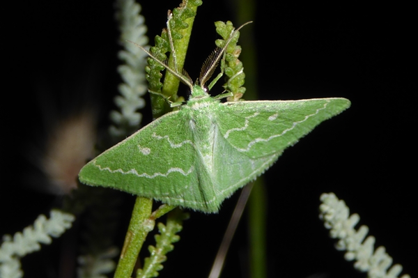 Thetidia sardinica